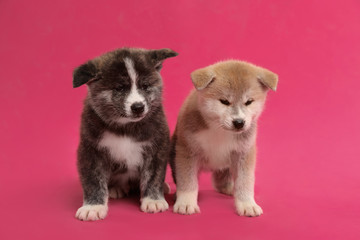 Fototapeta na wymiar Cute Akita inu puppies on pink background. Friendly dogs