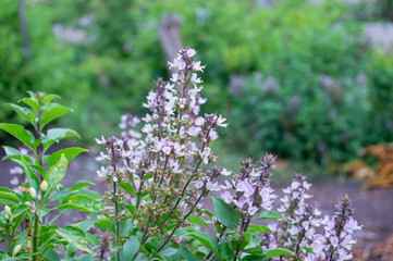 basil flower and leaf is herd for Health in plant