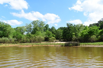 Obraz premium swampy pond during summer in mississippi
