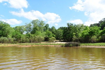 swampy pond during summer in mississippi