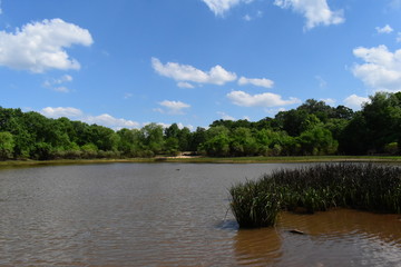 Fototapeta na wymiar swampy pond during summer in mississippi