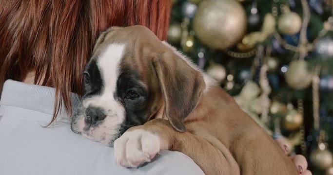 Red haired girl gently strokes a small German boxer puppy on her shoulder. Christmas tree in the background.