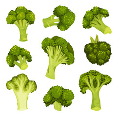 Broccoli Vector Set. Vegetable from Different Perspective Collection