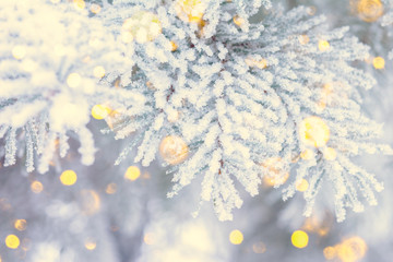 Christmas winter fir tree scenic background. Branches covered with snow in the frost. Falling sparkles and lights bokeh closeup. Soft vintage toned blue, gold and purple. Greeting card background
