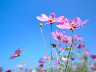 Fototapeta premium コスモスの花