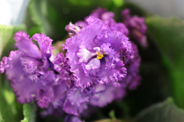 Saintpaulia (African violets) flower in the pot close up.