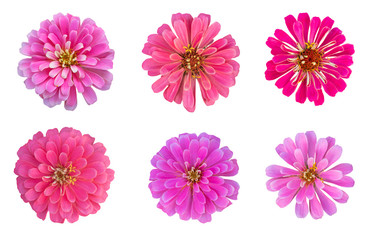 Blurred for Background.Beautiful Pink chrysanthemums as background picture.flower on clipping path.