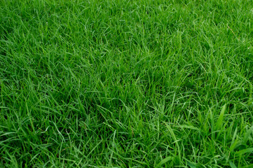 green grass field in park