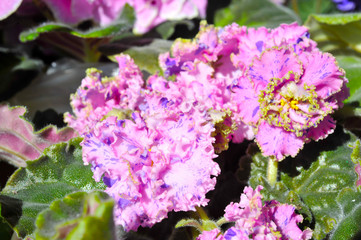 Saintpaulia (African violets) flower in the pot close up.