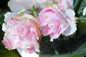 Saintpaulia (African violets) flower in the pot close up.