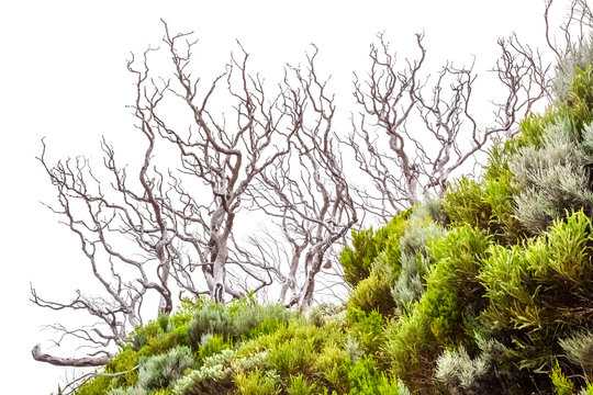 Arbre sec sur fond blanc 