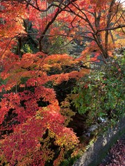 autumn in the park