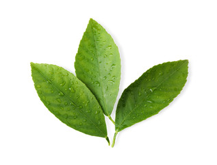 Fototapeta premium Fresh green citrus leaves with water drops isolated on white, top view