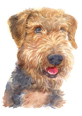 Water colour painting of Airedale Terrier dog 110