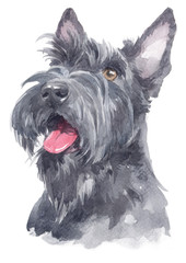 Water colour painting of Scottish Terrier 112