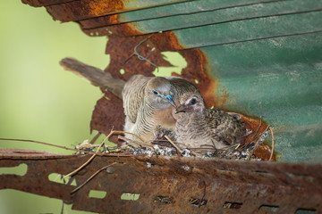 Dove's nest.