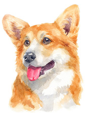Water colour painting of Pembroke welsh corgi 123