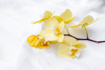 Fototapeta na wymiar The branch of yellow orchids on white fabric background