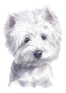 Water colour painting of West Highland White Terrier 127