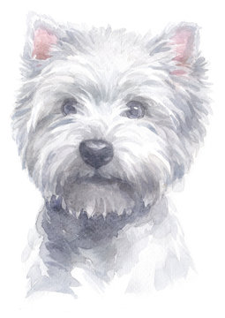 Water colour painting of West Highland White Terrier 128