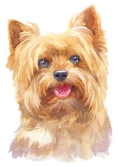 Water colour painting of York Shire Terrier 137