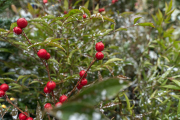 red berries on snowy branches. Christmas concept. christmas background