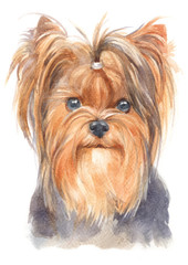 Water colour painting of Yorkshire Terrier 140