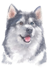 Water colour painting of Alaskan Malamute 141