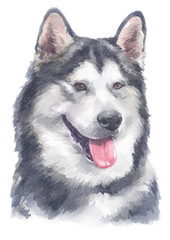 Water colour painting of Alaskan Malamute 143