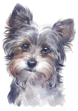 Water colour painting of York Shire Terrier 138