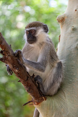 cute vervet monkey in Lake Chamo, Arba Minch, Ethiopia wildlife