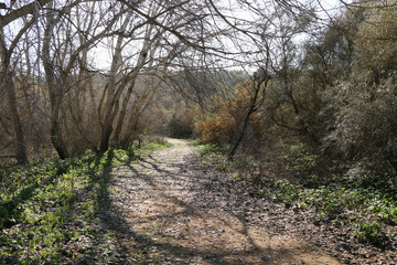 Sendero camino de gloria, estado invernal, colorido variado.