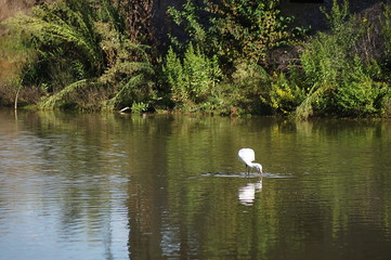 Bird Spoonbill (Platalea leucorodia) in the park of the plain of Sesto Fiorentino, Tuscany, Italy