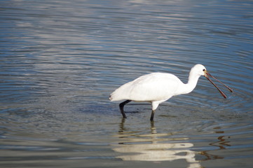 Bird Spoonbill (Platalea leucorodia) in the park of the plain of Sesto Fiorentino, Tuscany, Italy