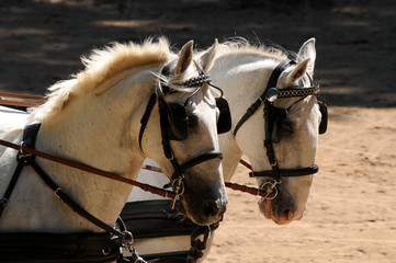 Lipizzaner im Fahrsport