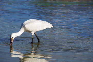 Bird Spoonbill (Platalea leucorodia) in the park of the plain of Sesto Fiorentino, Tuscany, Italy