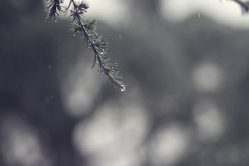 The morning sun shines through the pine trees forest in the thick winter/ Bright light/ Pine branches, closeup