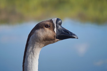 African goose in the park of the plain of Sesto Fiorentino, Tuscany, Italy