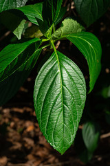 日を受けて輝くアジサイの葉