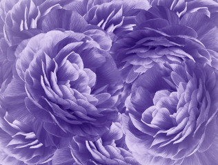 Floral purple background. A bouquet of  purple  roses  flowers.  Close-up.   floral collage.  Flower composition. Nature.