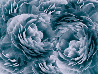 Fototapeta na wymiar Floral vintage white-turquoise background. A bouquet of white-turquoise roses flowers. Close-up. floral collage. Flower composition. Nature.