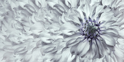 Floral white background. A bouquet of  white  flowers dahlias.  Close-up.   floral collage.  Flower composition. Nature.