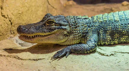 side portrait of middle sized crocodile