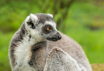 portrait of ring tailed lemur sitting