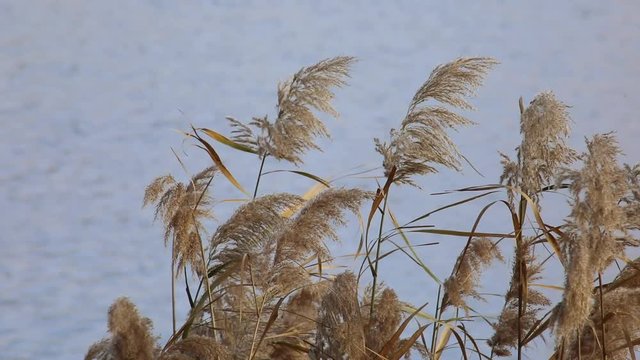 Reed of lake in autumn