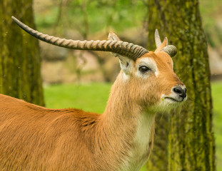 side portrait of horned antelope in front of tree stems