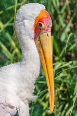 portrait of a painted stork bird