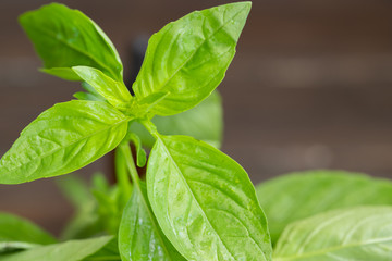 Fresh basil leaves on concrete background for wallpaper or texture.