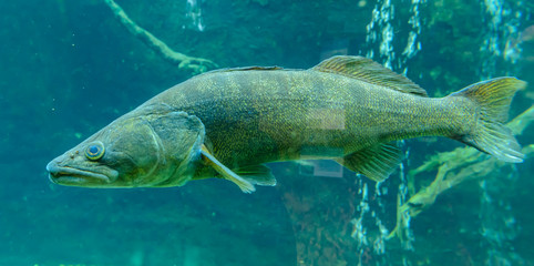 big fish swimming in aquarium