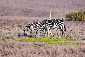 Fototapeta na wymiar A group of Zebras, part of the Hearst Castle remaining zebra herd, roaming free on the pastures of San Simeon, Pacific Ocean Coastline, Central California